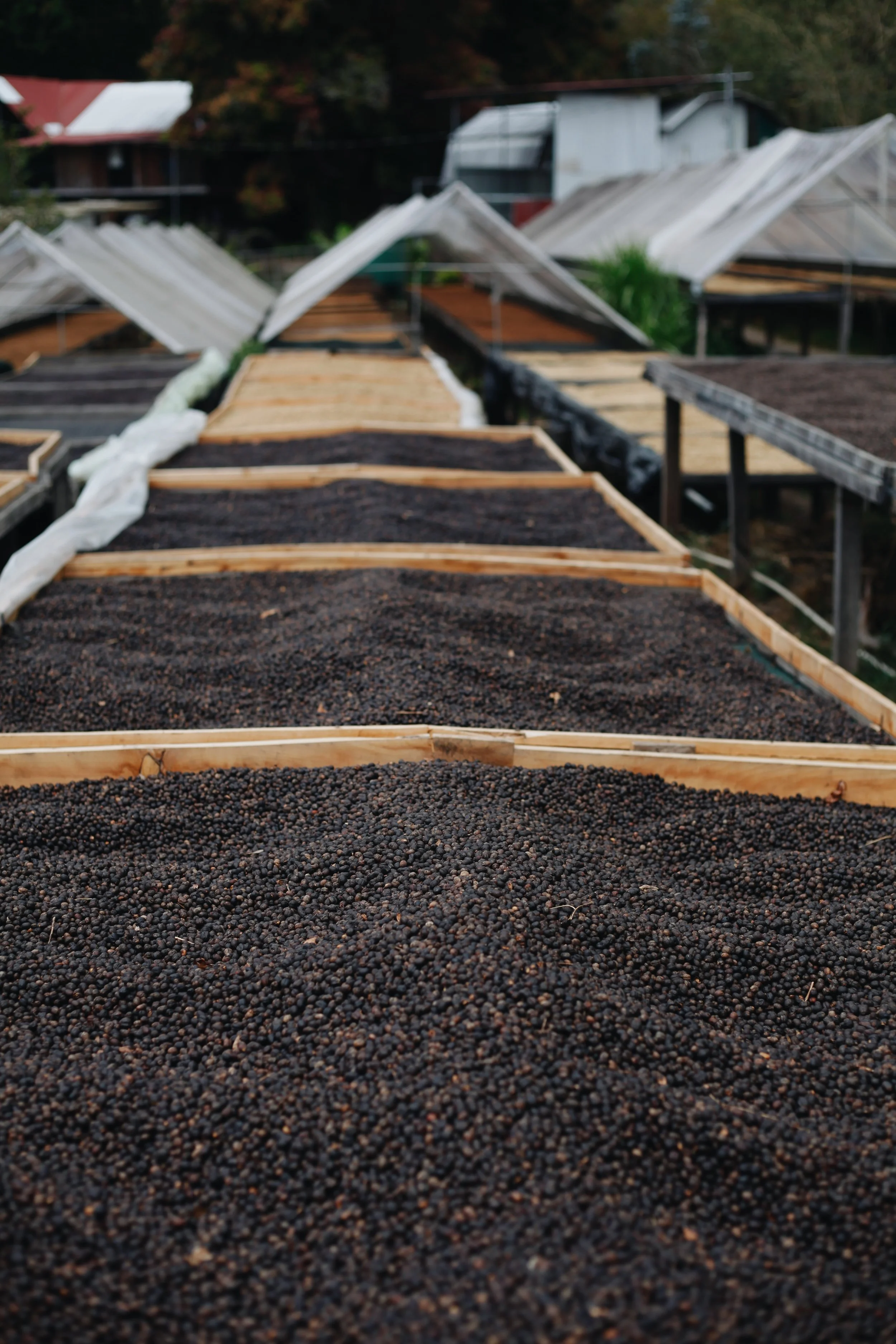 Copy of IMG_0334.JPEG