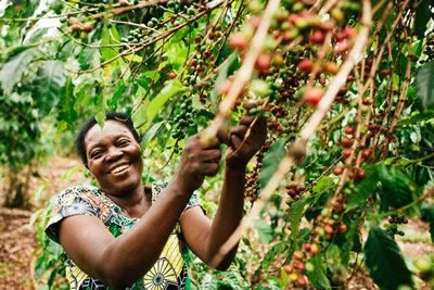 New Release: Oh! Coffee Limu, Ethiopia