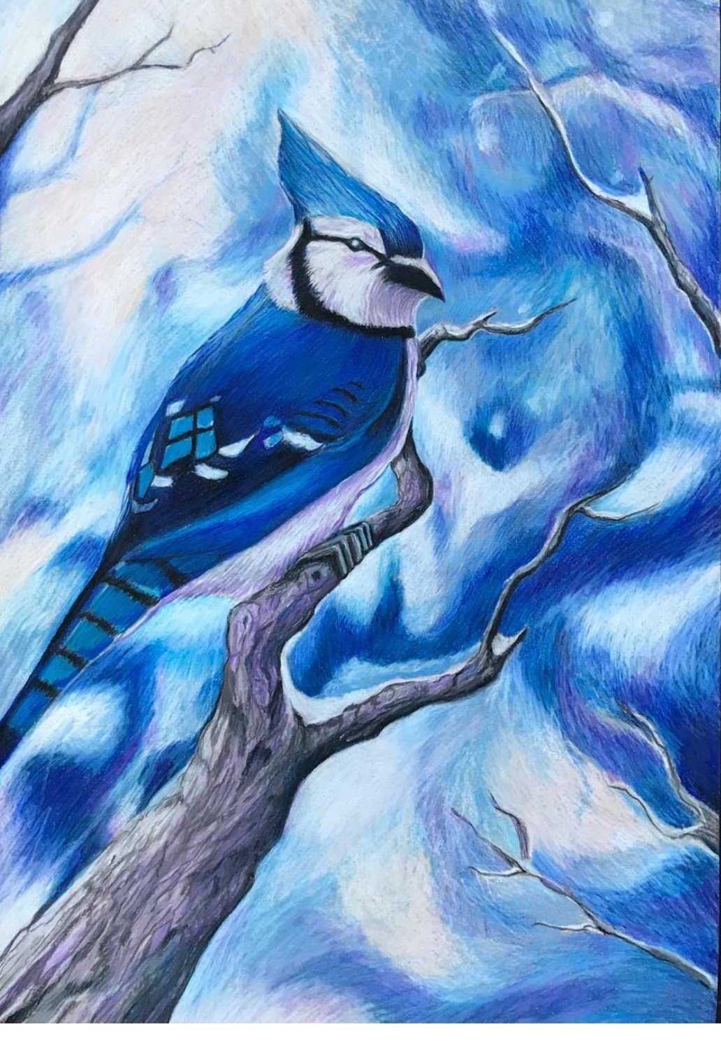 Blue Jay