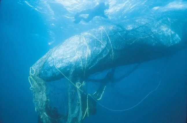 Grey whale in net, “Marine mammals like whales often mistake marine debris for a potential food source.” (Image Source: Environmental Impact Assessment)