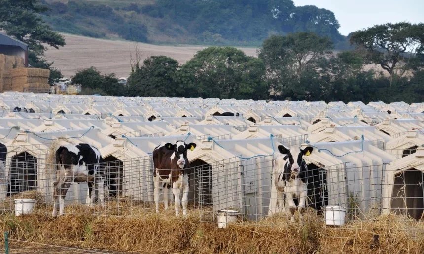 Young cows growing on a factory farm. (Source: Animal Equality/PA)