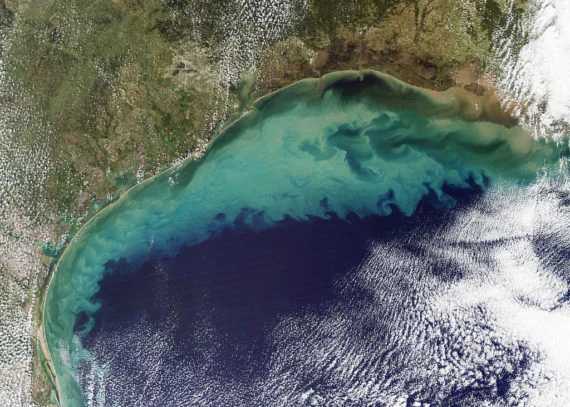 Oxygen depleted zones of the Gulf of Mexico via satellite (Image Source: Clean Technica)