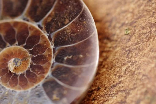 shell spiral2.jpg