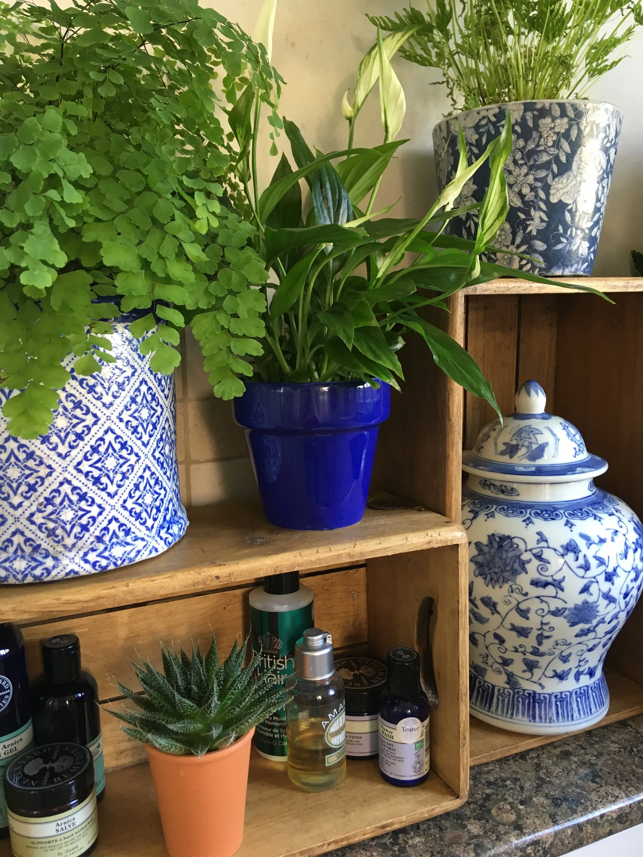 The rise of biophilia, and bringing nature to you