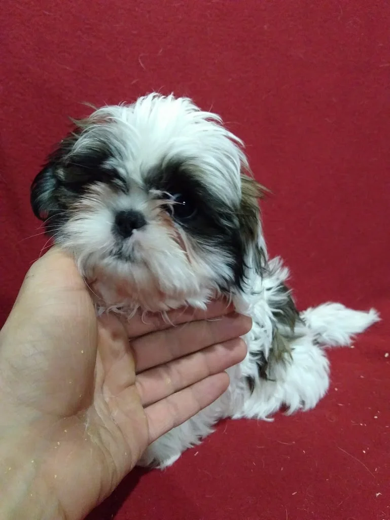 hagen vision bird cage medium