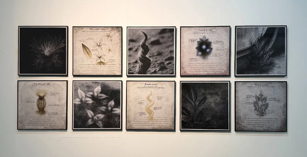 morphologies_final_edit.jpg