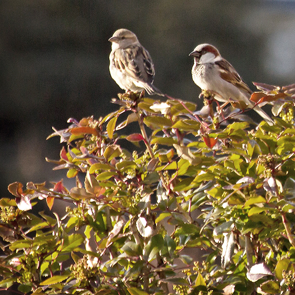 PH_ConservationSparrowssml.jpg