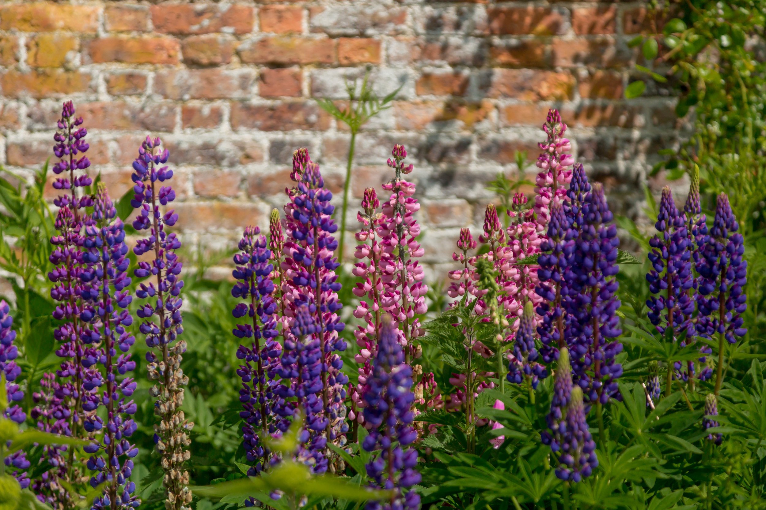 PHallWalledGarden-061.jpg