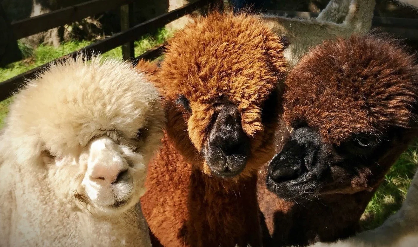 John Muir Alpacas.jpg