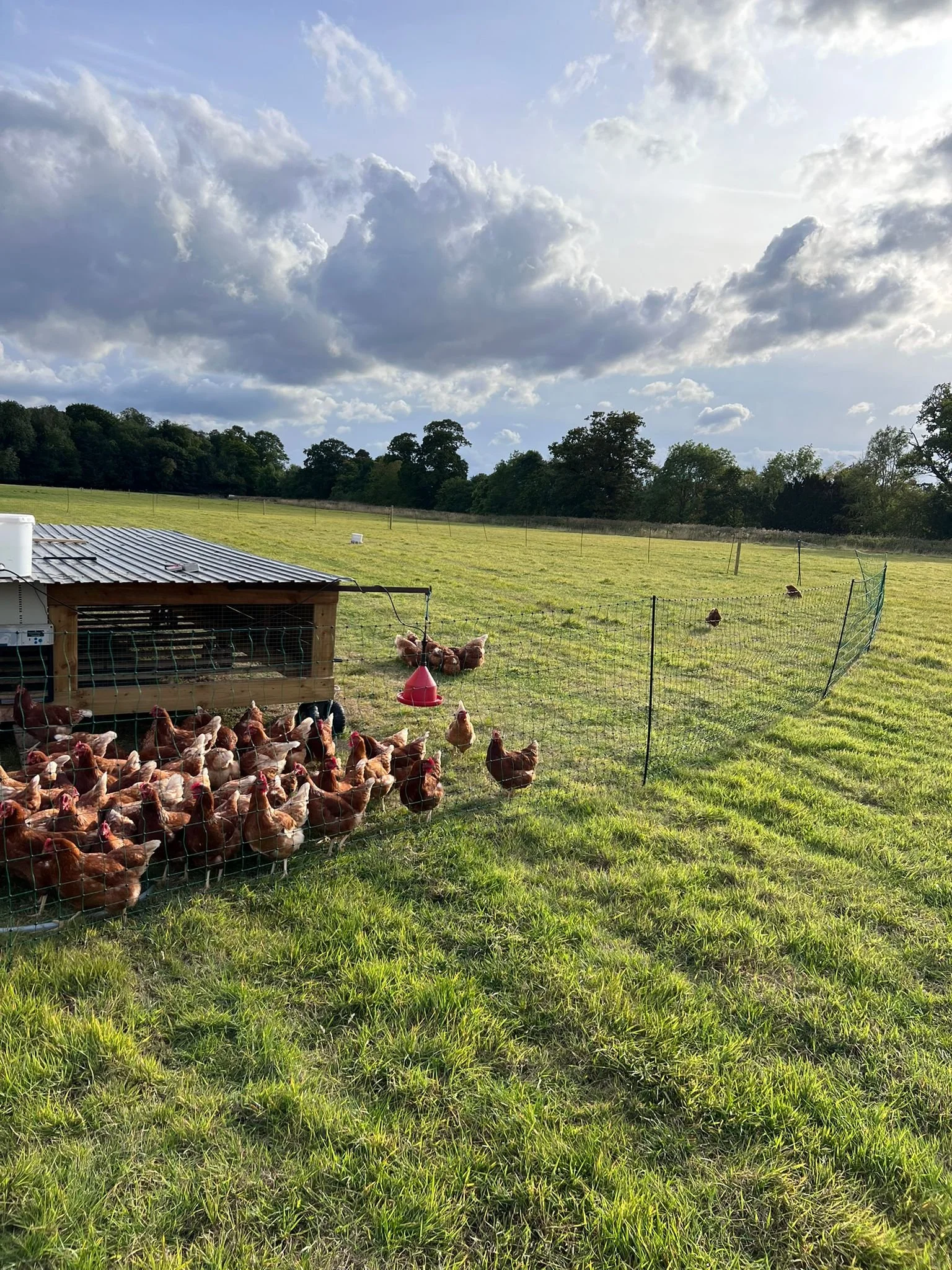 Bramblewood farm Chickens Sept 25.jpg