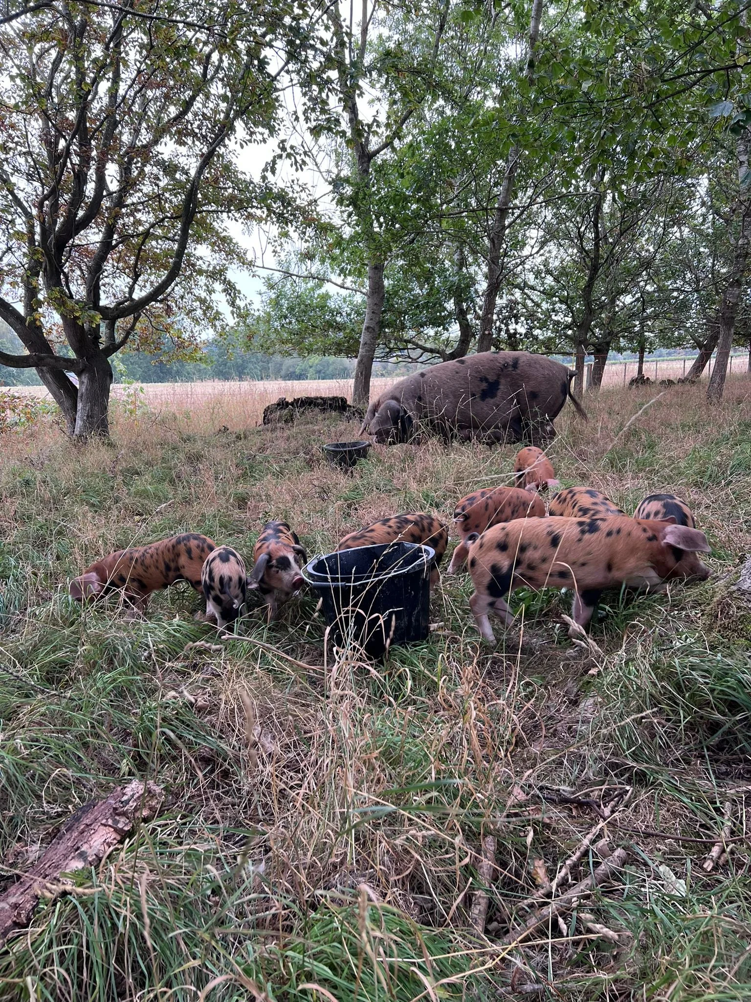 Blamblewood Farm  Pigs Sept 25.jpg