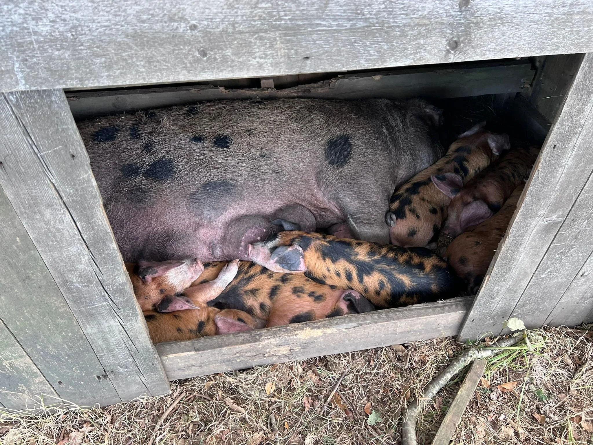 Bramblewood farm pigs 2 Sept 25.jpg