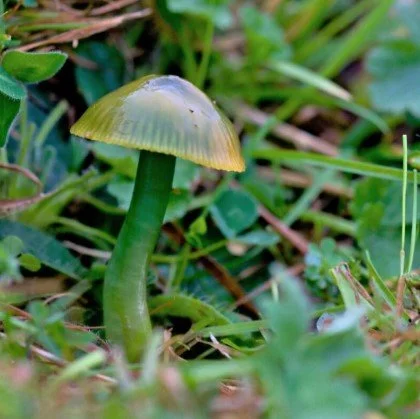 Parrot Waxcap.jpg