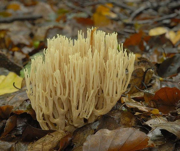 Ramaria stricta .jpg