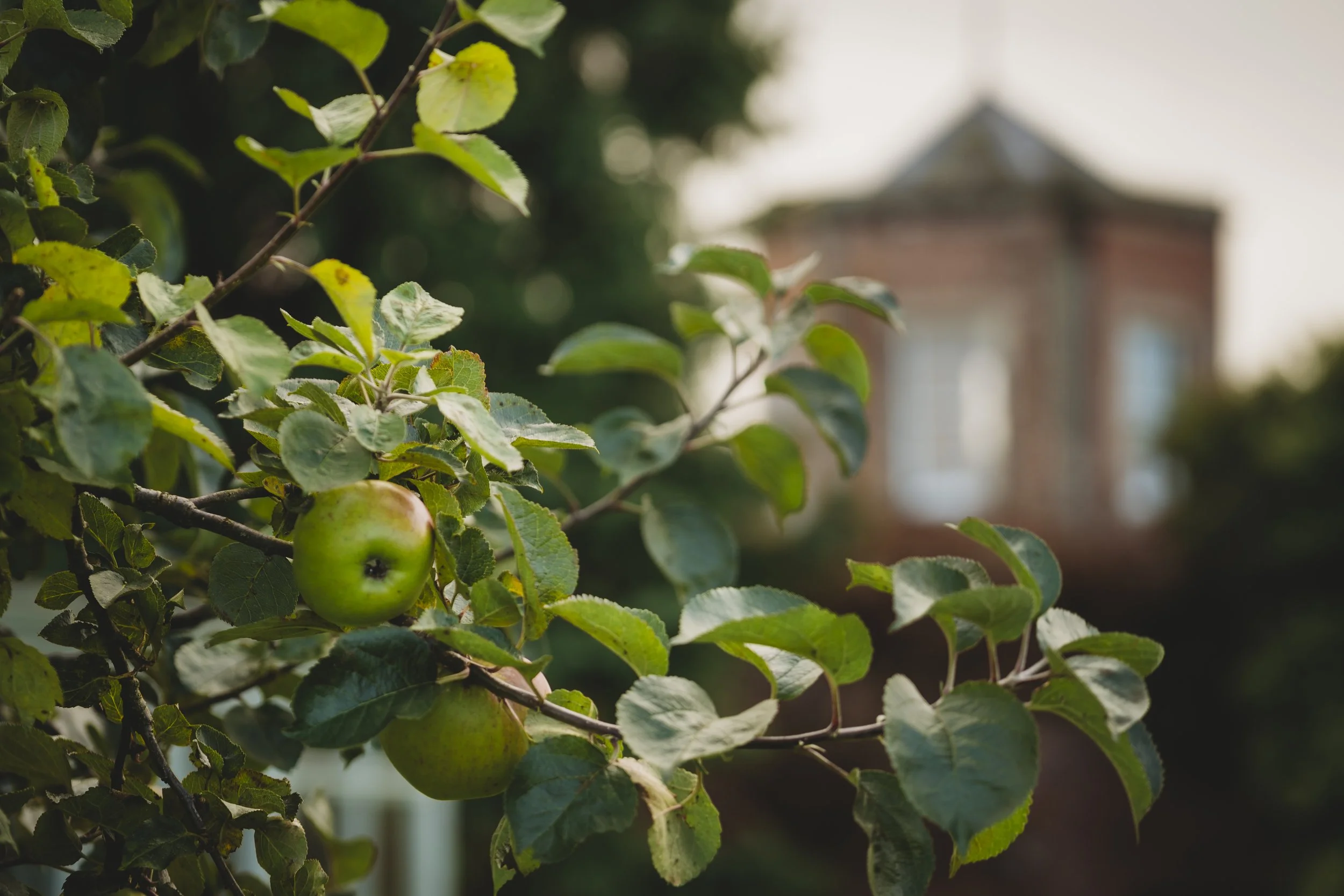 Apples in The Walled Garden