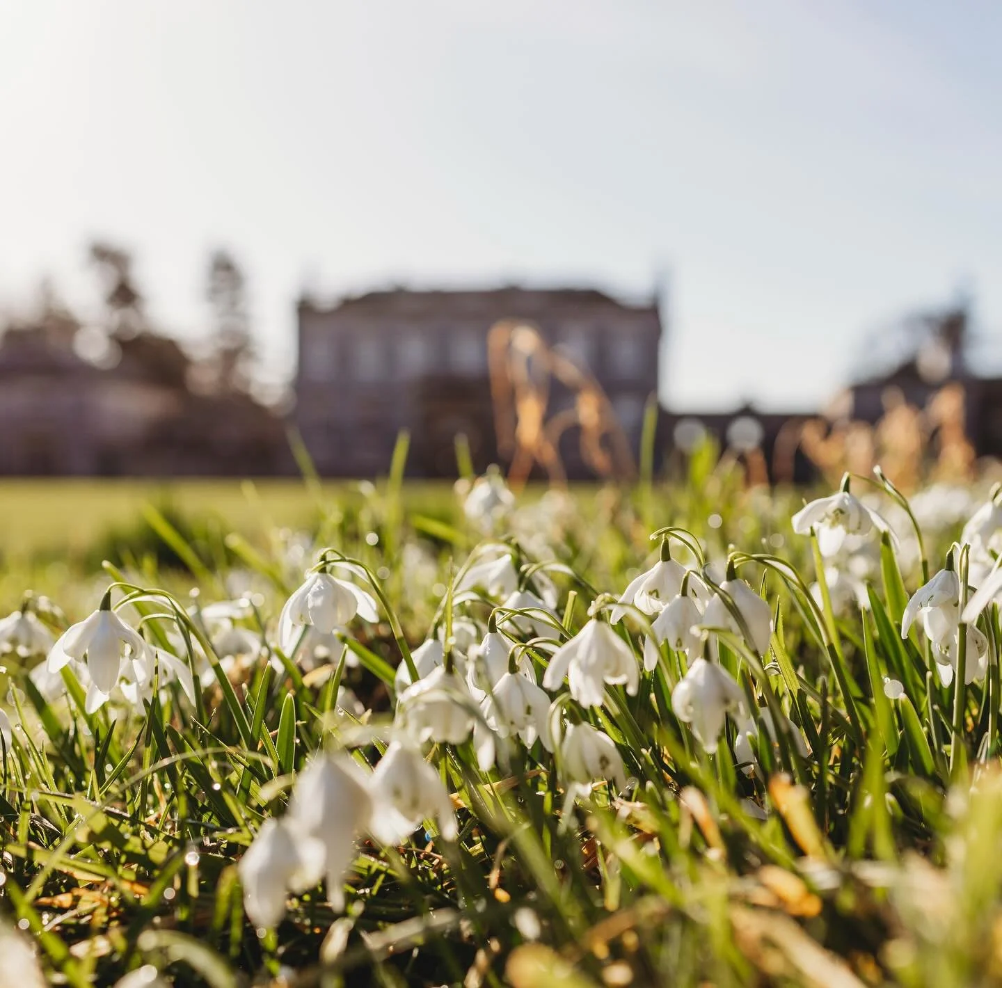 EVENTS | It&rsquo;s that time of year again and the snowdrops have exploded with this glorious sunshine. 

We will be open on Saturday 15th and Sunday 16th Feb from 10am to 4pm for you to come and enjoy the gardens.

@iicommon will have their cafe op