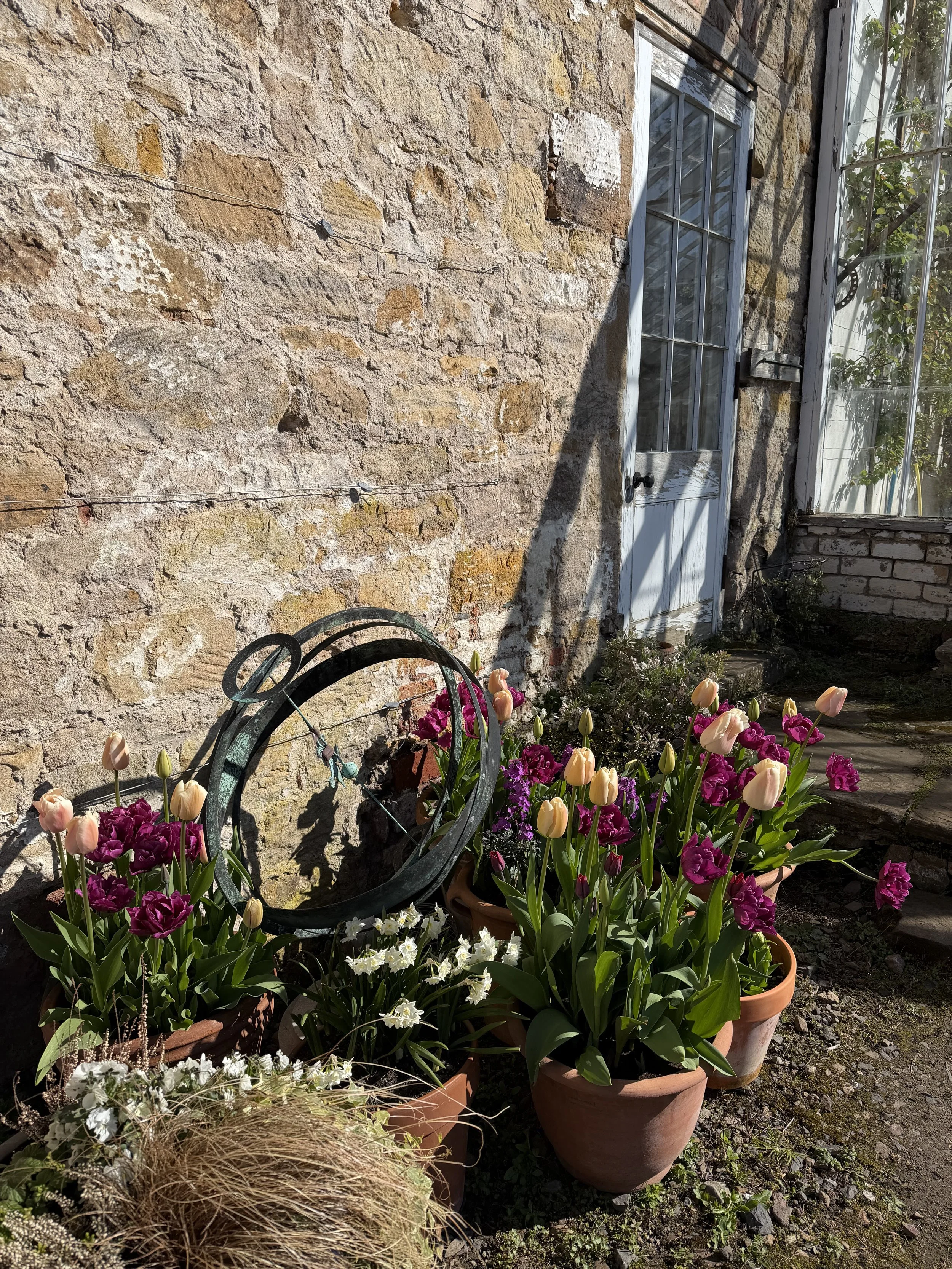 Tulips In The Walled Garden.jpeg