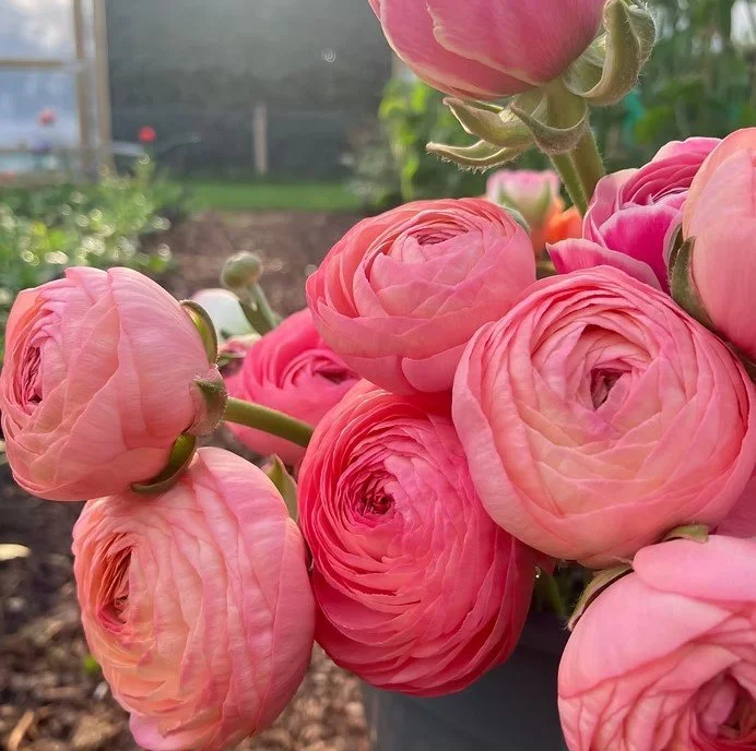 Rosie Louise Cut Flowers