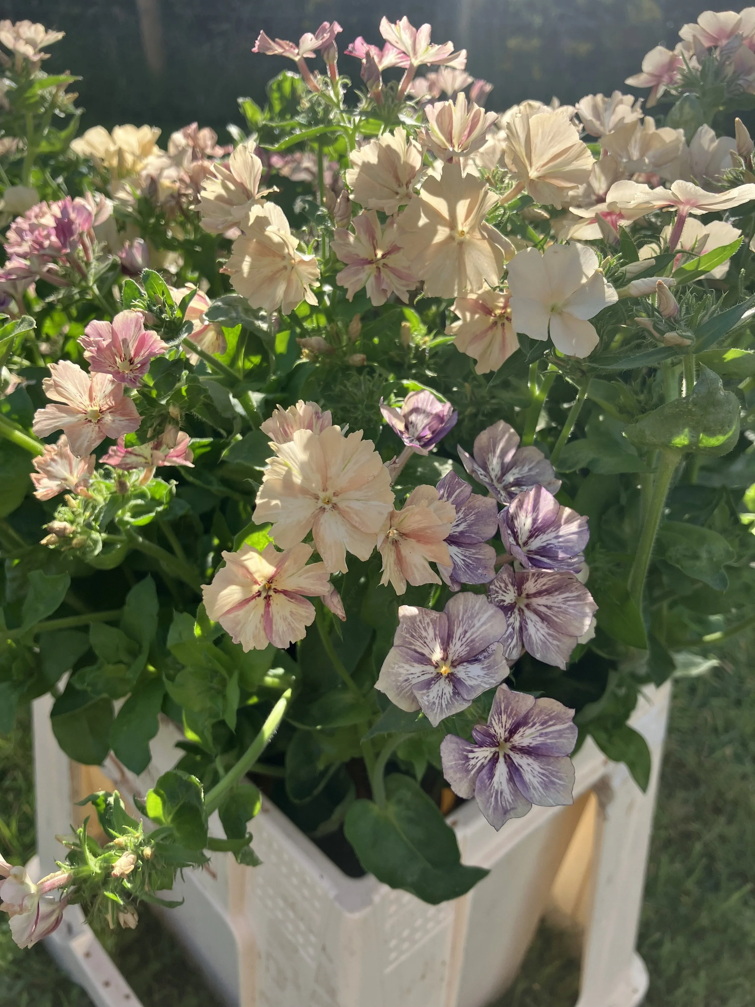 IMG_5066.jpeg