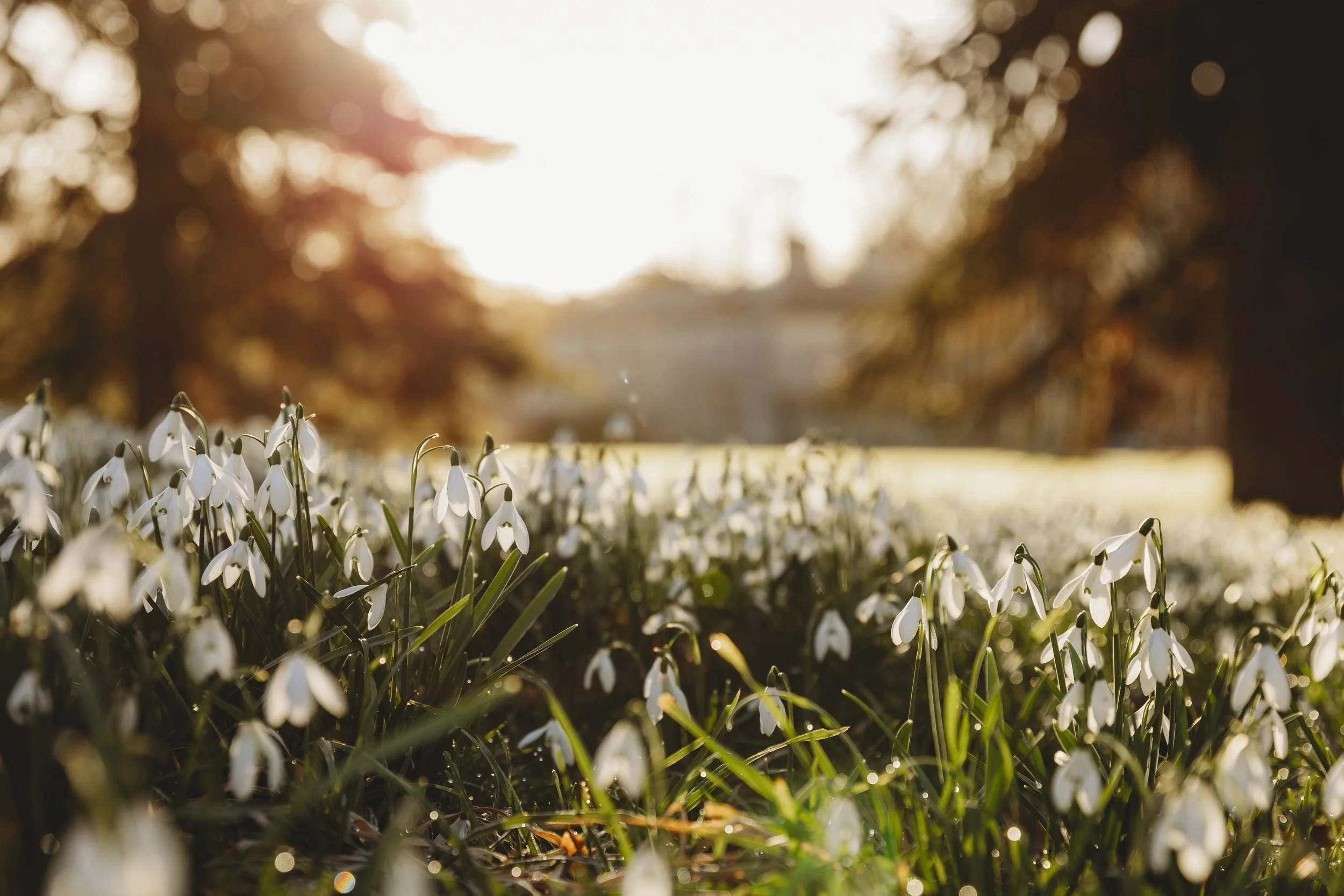 The mount of snowdrops