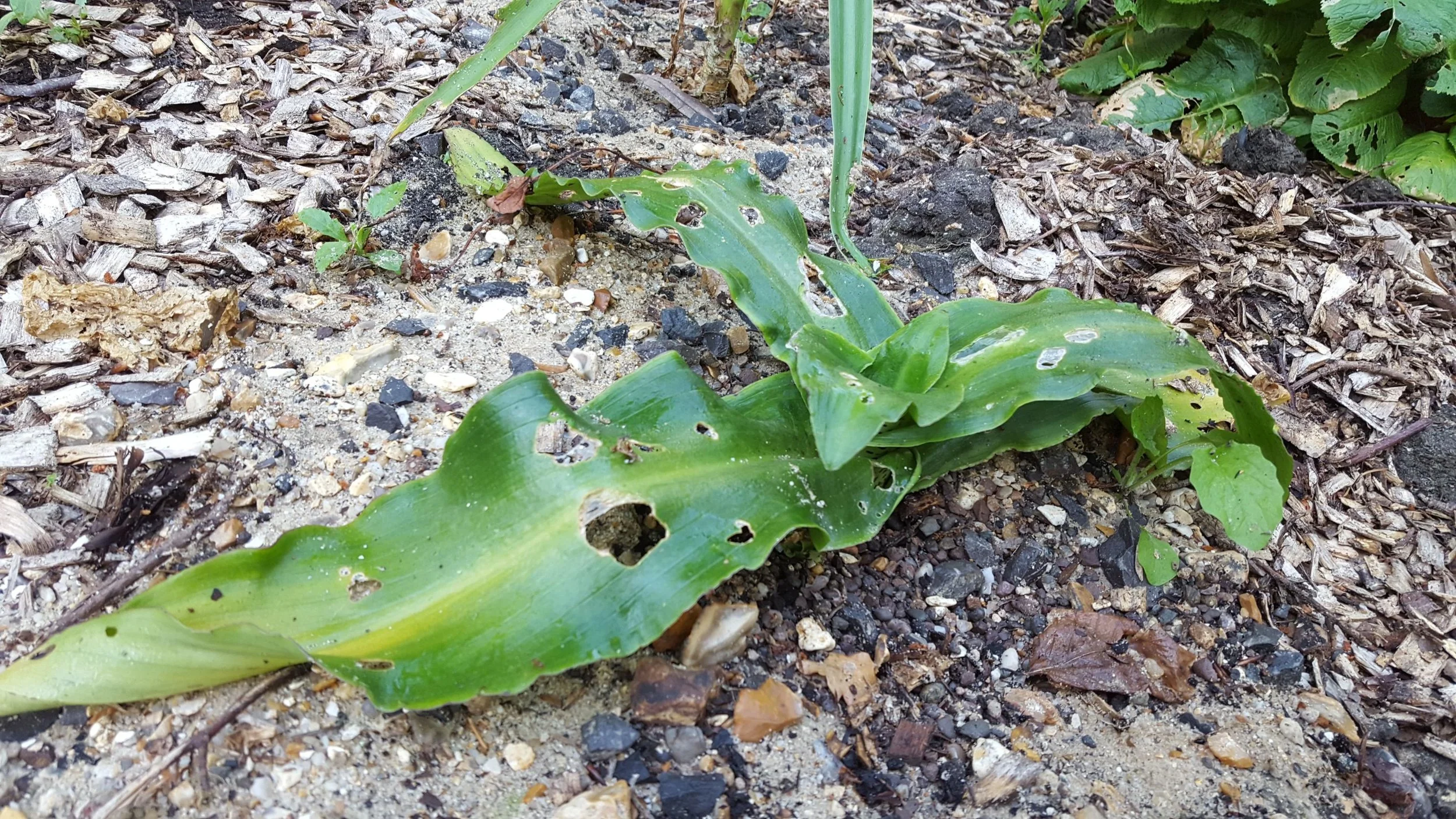 20180629_080257.jpg