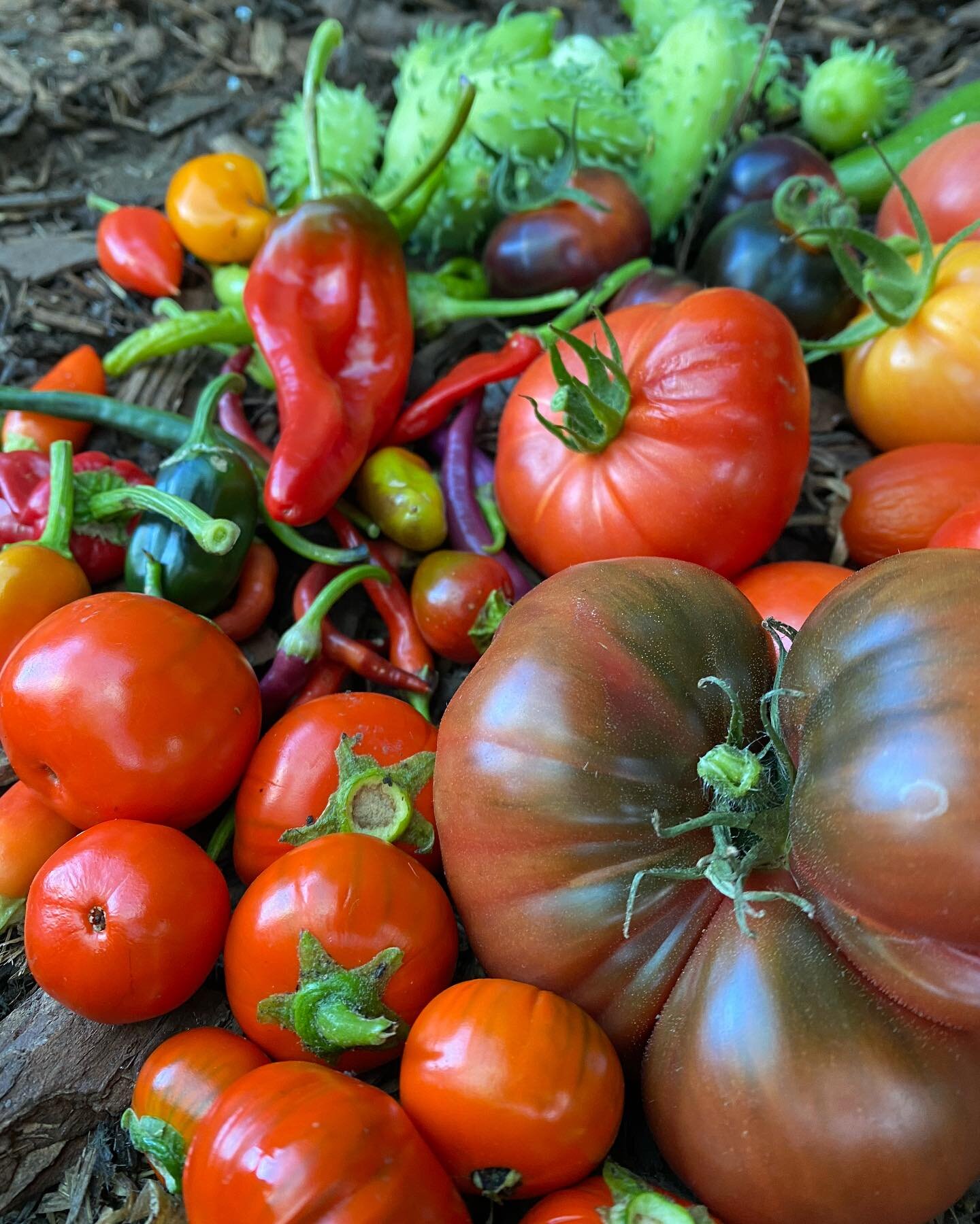 Spooky greens and pumpkin dreams 🥦 🎃 This is October!

#allotment #gardening #harvesttime #homegrownveggies #veggieinspo #growyourown