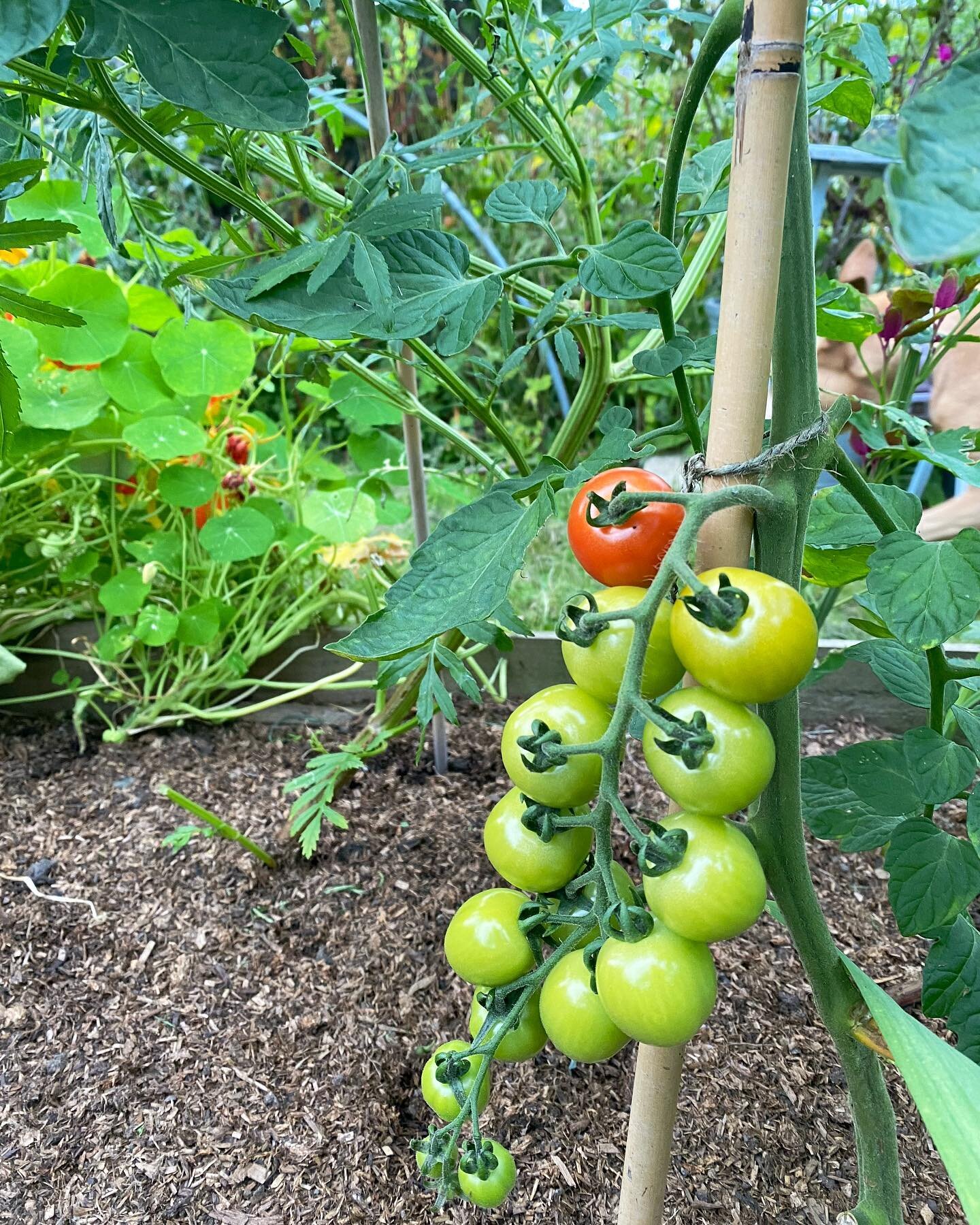 Tomatoes 🍅 need a couple of things to ripen - long sunny days and warm weather (but not too warm!)

Looks like we have all of that this week 🥰 so hopefully we get some more of these traffic lights🚦!

#mulching #growingtomatoes #allotment #growyour