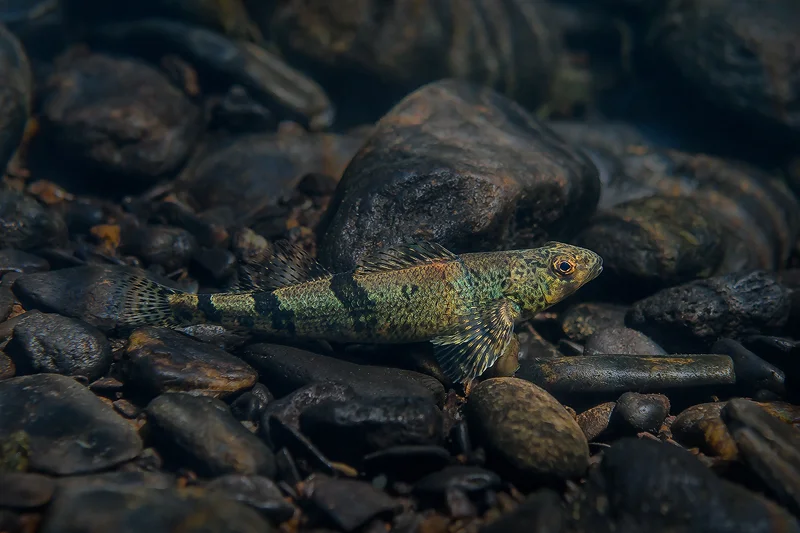Snail Darter.jpg