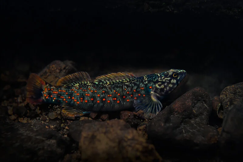 Caney Fork Darter 2.jpg