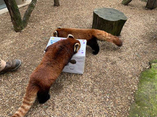 Pri_Red_Panda_1.jpg