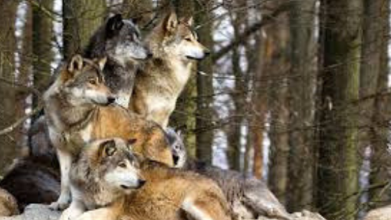 Wolfpack.png