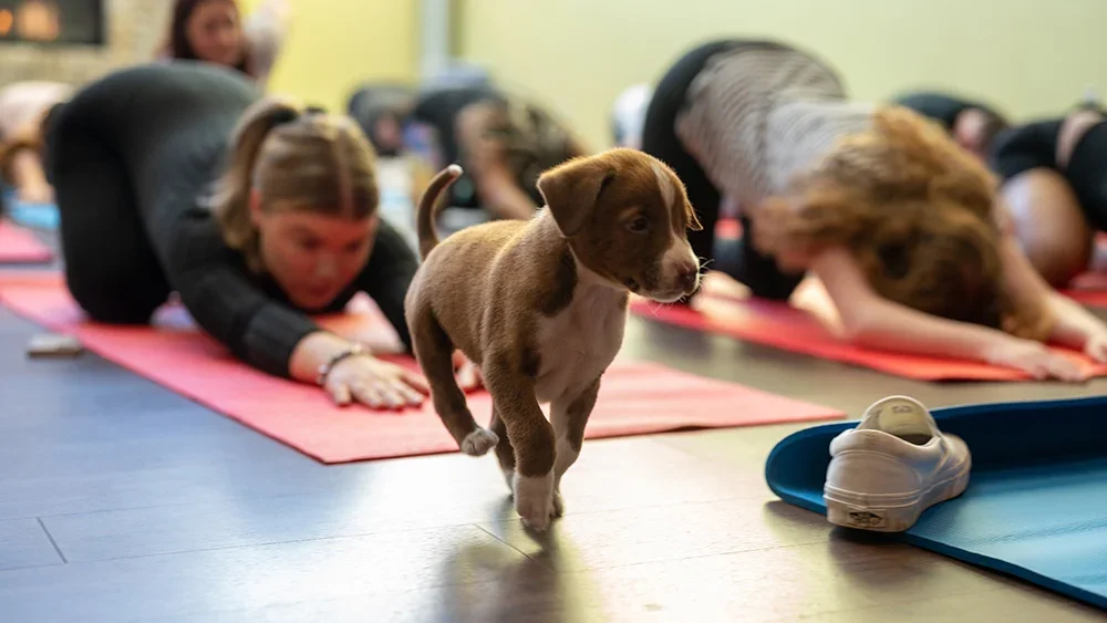 Puppy Yoga @ Sanctuary Rescue