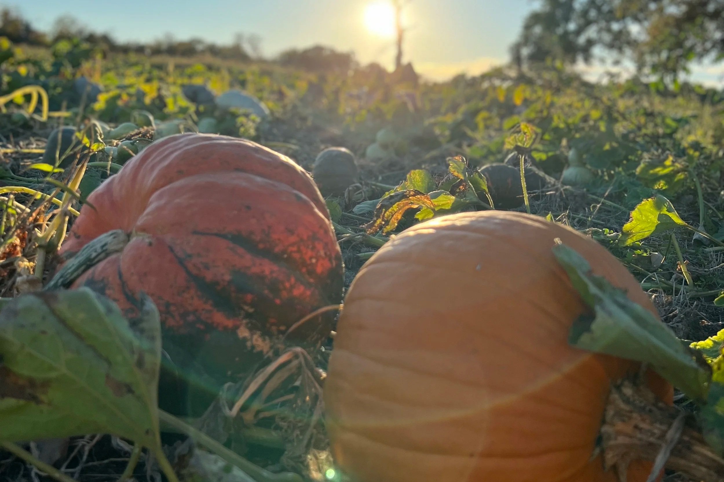 TKG Harvest Day 