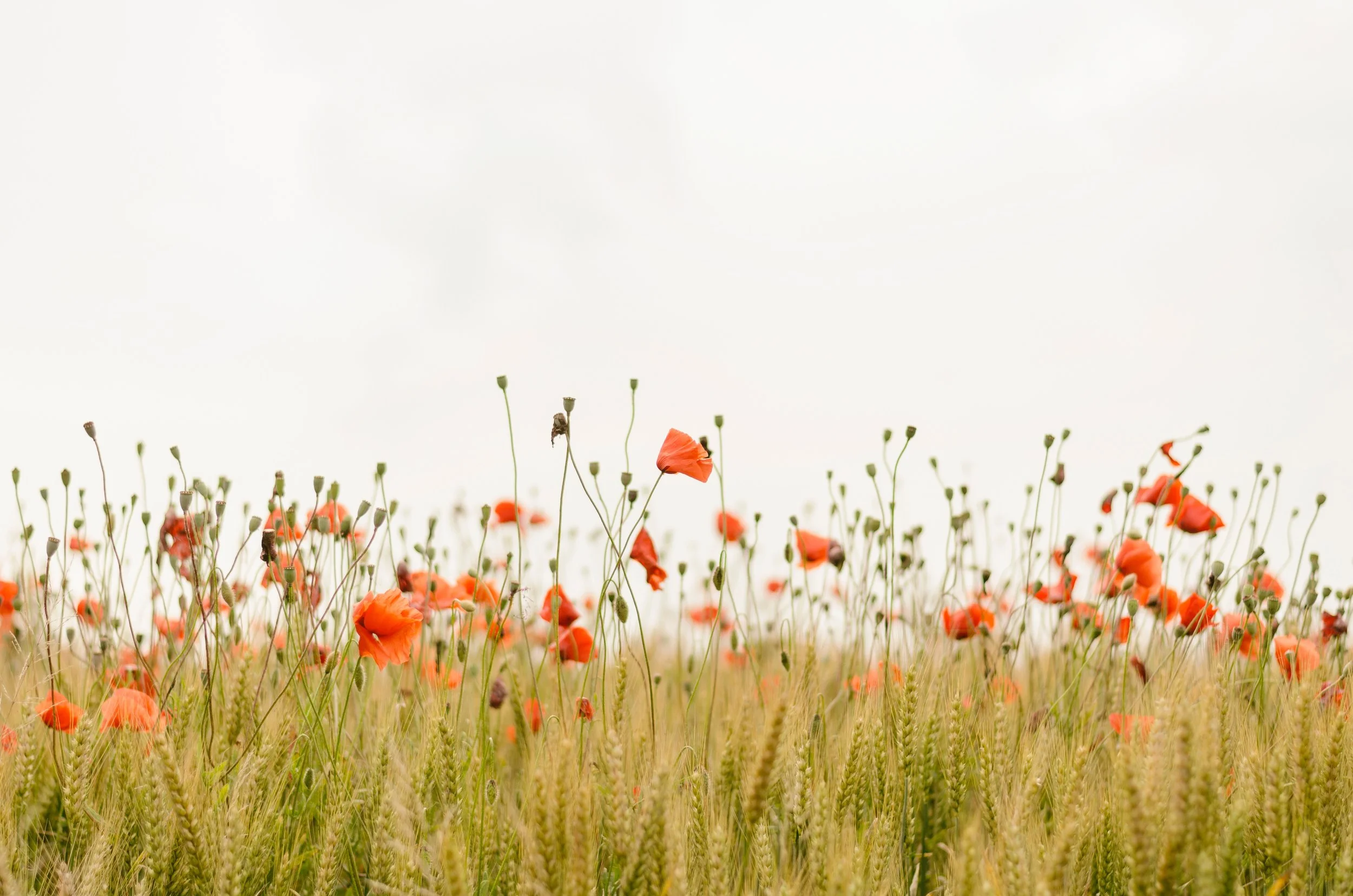 Be The Change: How To