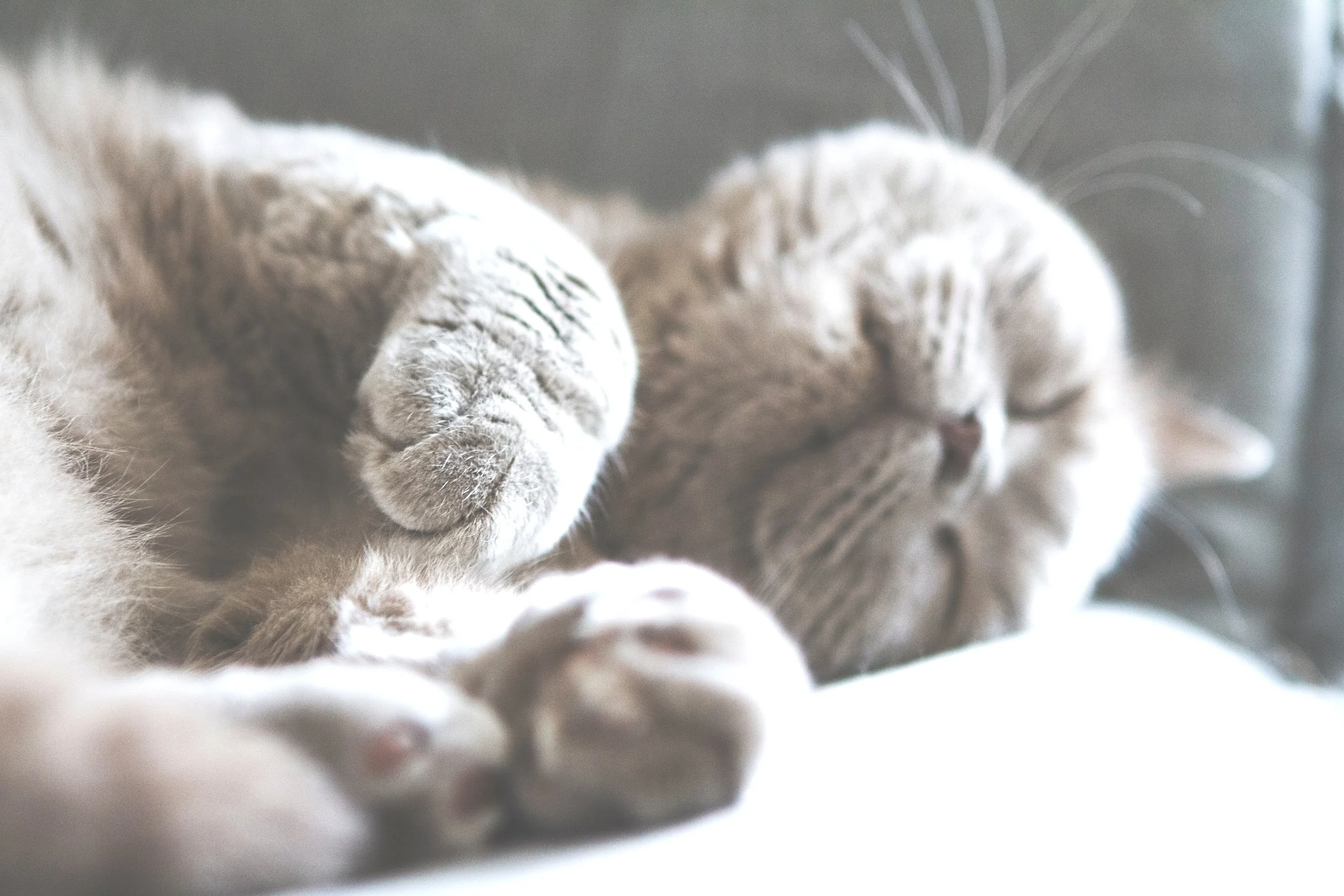 Napping Will Make Your Life Easier