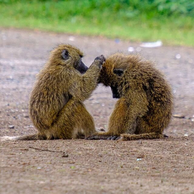 Give your friend a hand! LOVE this image I made in Kenya of two baboons grooming each other..
.
.
.
.
#bffsforever #bff #baboon #grooming #wildlife #Fujifilm_global #wildlifephotography #magicalkenya #primate #monkey #monkeylove #kenya #safari #kenya