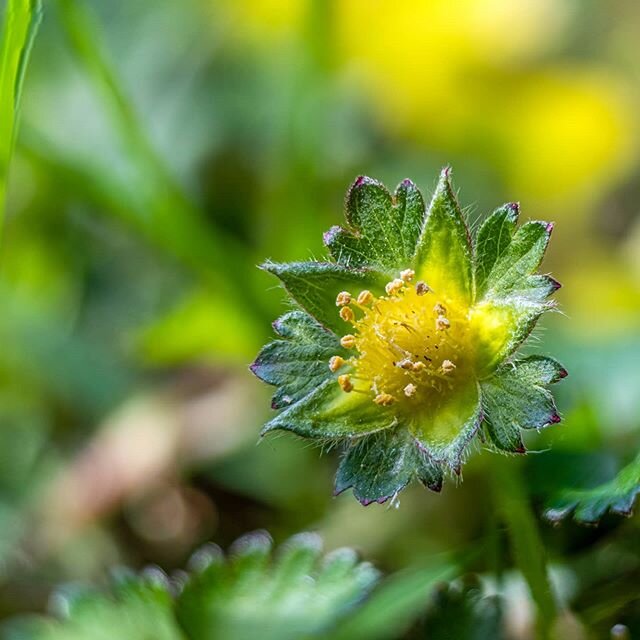 This tiny little flower was no bigger than the tip of my pinky. When life gives you a pandemic, backyard macro photography steps in..
.
.
.
.
#macrophotography #macronature #macro_captures_ #flower_igers #flower #flowering #flowers🌸 #macro #macropho