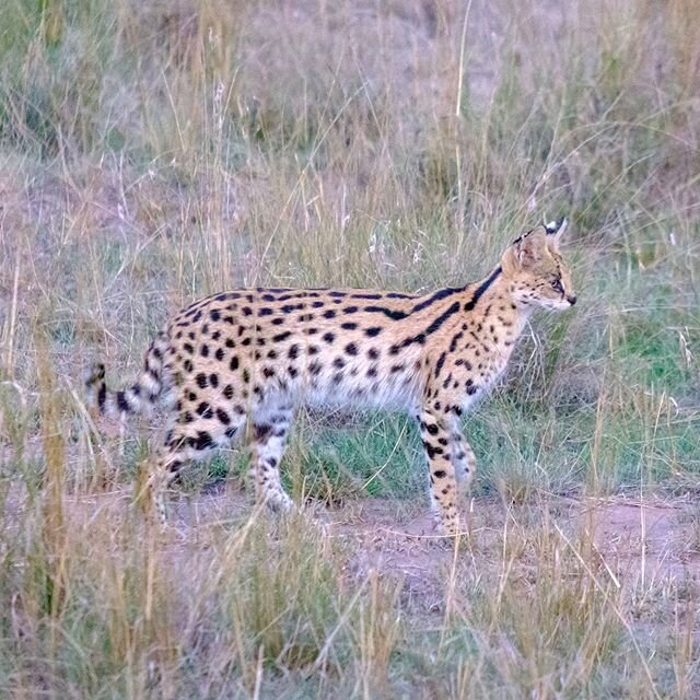 Although usually hard to spot in the wild, this Serval cat walked right by us in the Masai Mara Reserve in Kenya. It was a real treat!!
.
.
.
.
.
#wildlifephotography #masaimara #magicalkenya #kenyasafari #safariphotography #safarikenya #fujifilm_xse