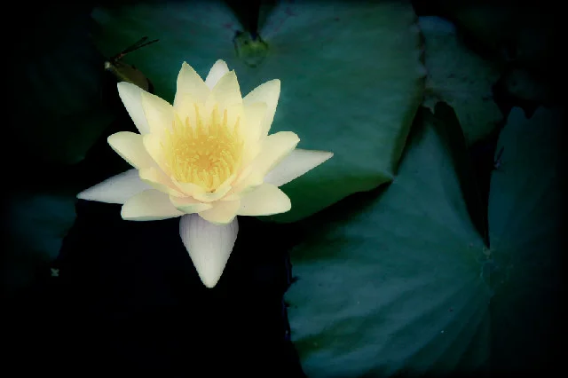 Flower into the magic and potential of your life!