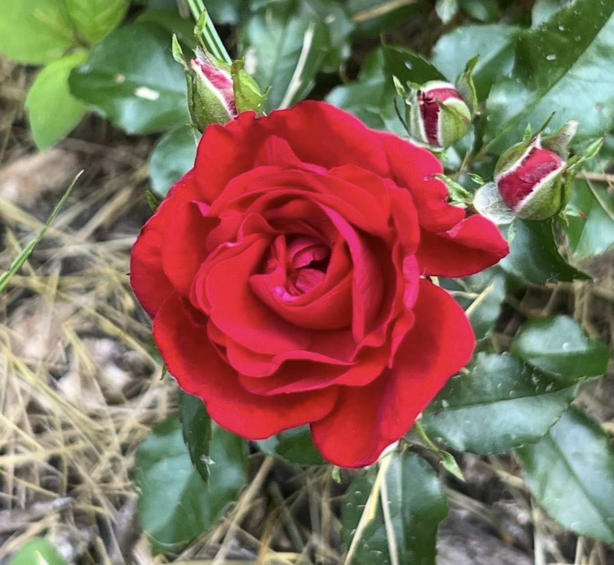 To the Women Who Wouldn’t Let Me Stay Small