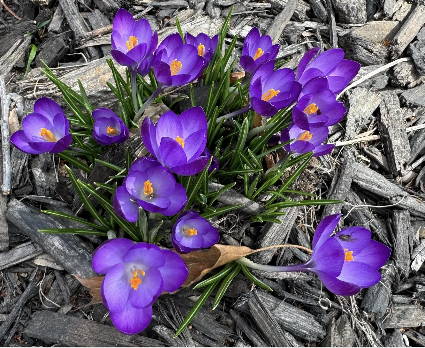 The Ones Who Remained