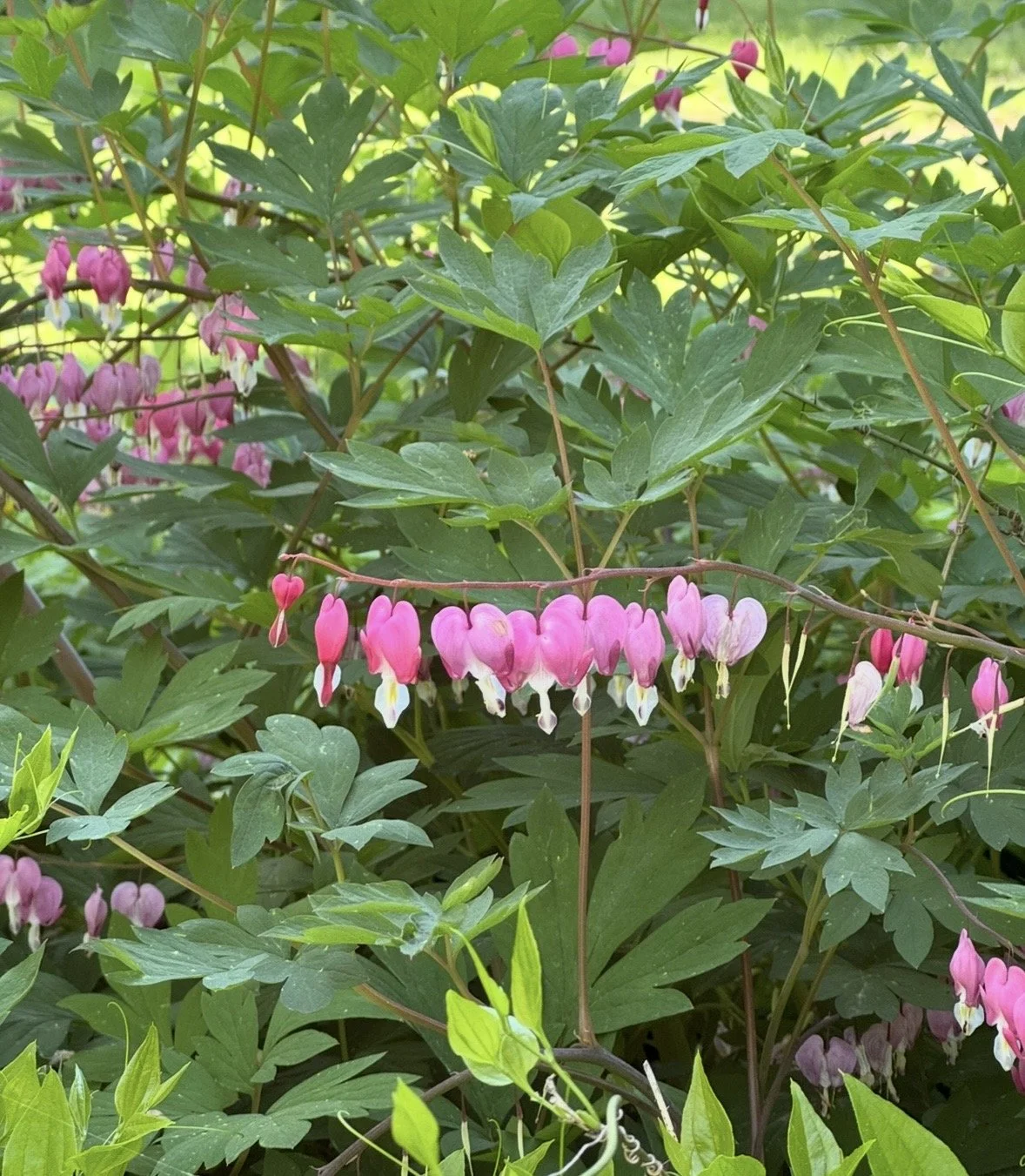 Bleeding Hearts