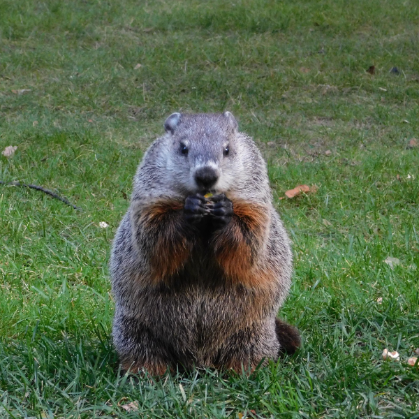 Finding the Light... Even When the Groundhog Is Winning