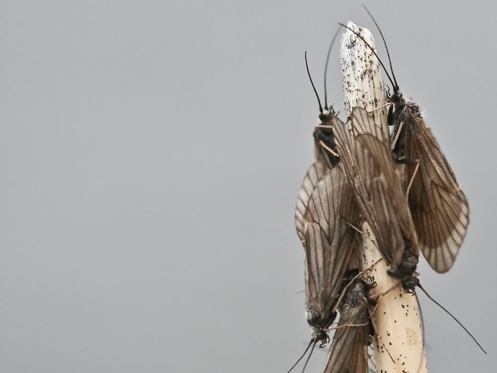 Mother's Day Caddis on Reed_1_May_2006-h.jpg