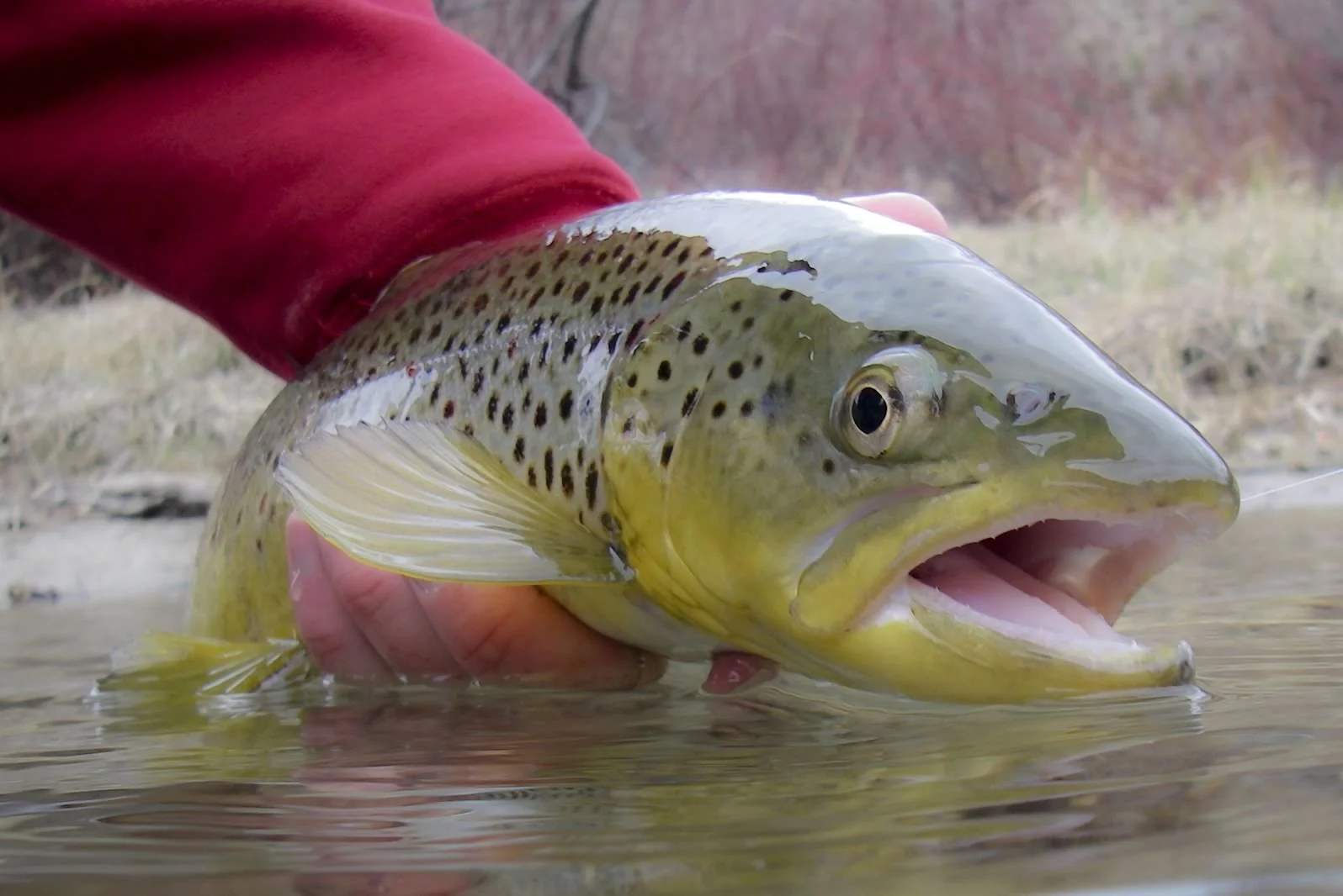 Brown Trout Close-Up_1_Jan_2006-1600.jpg