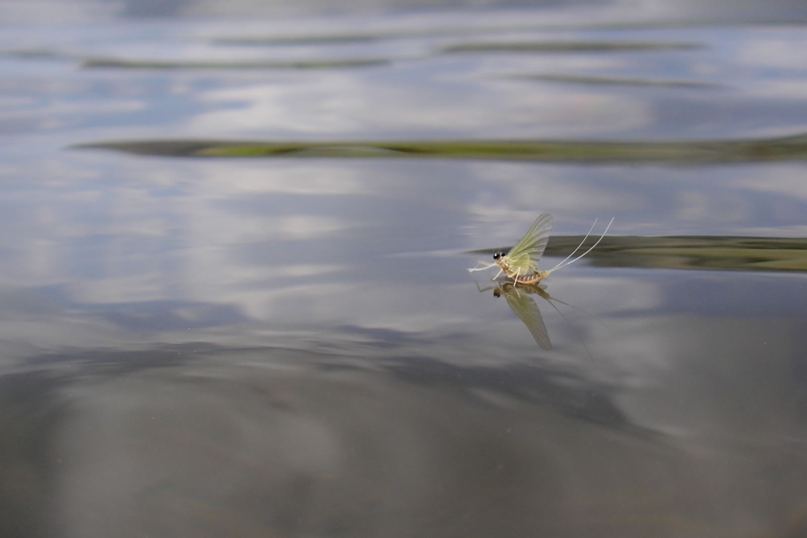 Epeorus Mayfly