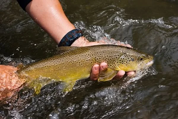 Brown trout