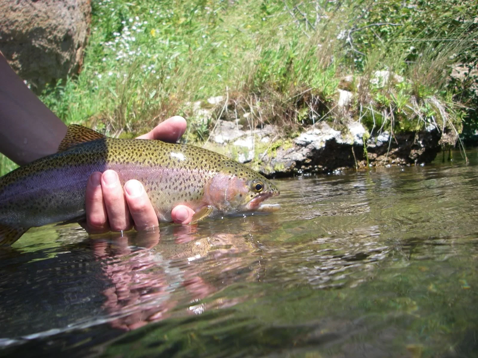 Rainbow trout