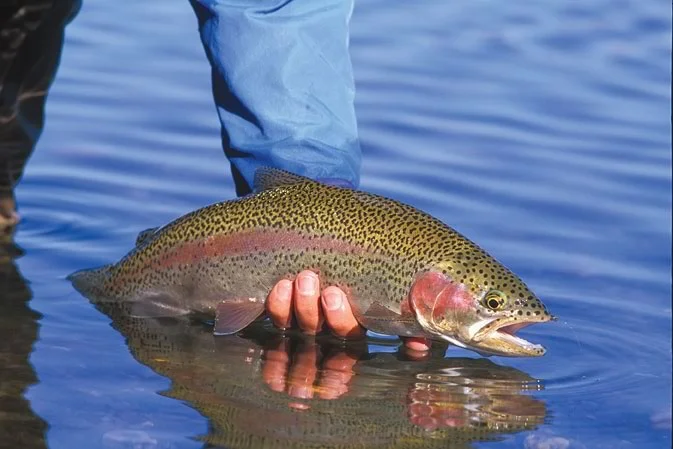 A beautiful rainbow trout on Hebgen Lake