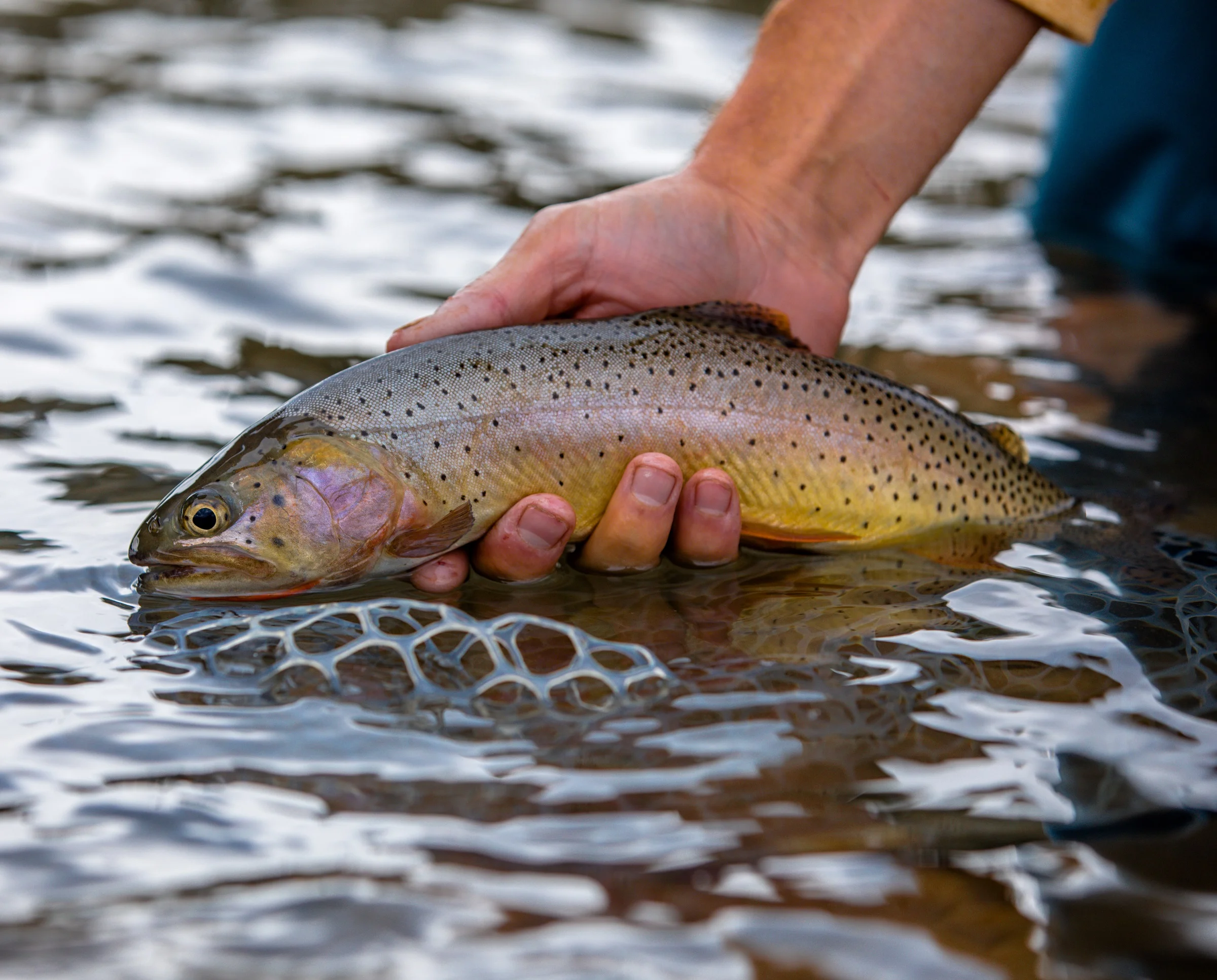 Cutthroat Trout